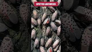 The Short Guide to Spotted Lanternfly Control [upl. by Ymot]