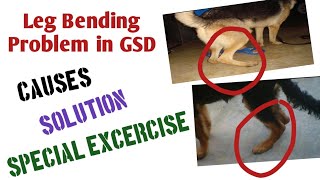 How to Correct Leg Bending Problem in GSD  Back Leg Bend in Dog  Causes Solution amp Exercise [upl. by Nylsor]