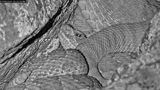 What is crawling on these rattlesnakes at night [upl. by Pembrook]