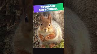 Sounds of Red Squirrel [upl. by Tristas]