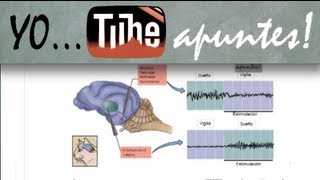 Fisiología del sistema nervioso Sueño EEG [upl. by Estey]