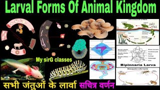 Larval Forms of Animal Kingdom  सभी जंतुओं के लार्वा सचित्र वर्णन [upl. by Ynnavoj]