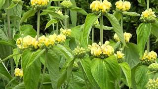 Phlomis russeliana [upl. by Hennessey]