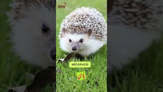 ABC Animals Mammals Song  Letter HIJ  Learn English Alphabets and Animals for Kids abcd [upl. by Columbus]