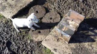 Jack Russel terrier ratting training [upl. by Fanchie]