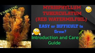 Myriophyllum tuberculatum Introduction and CareRed WatermilFoil myriophyllumtuberculatum [upl. by Kcirdnekal]