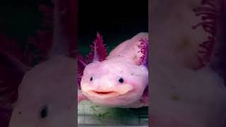 Axolotl The Amazing Regenerating quotWalking Fish [upl. by Wallis]