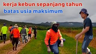 kerja kebun di AUSTRALIA sepanjang tahun dan batas usia maksimal kerja kebun Australia [upl. by Ateuqram]