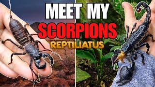 SCORPION UPDATE AND FEEDING  THE FUTURE OF MY ARACHNID KEEPING [upl. by Clougher]