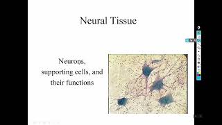 Biol 241 nervous system part 1 [upl. by Bick918]