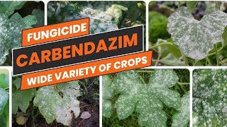 Carbendazim Fungicide BroadSpectrum Fungal Disease Control  Uses Mode of Action amp Dosage [upl. by Eoin]