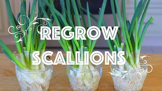 How to Regrow Scallions in Water CiCi Li  Asian Home Cooking Recipes [upl. by Stiruc456]