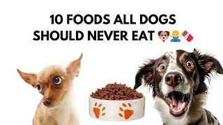 10 Foods All Dogs Should Never Eat 🐶🙅‍♂️🍫 [upl. by Aimet]