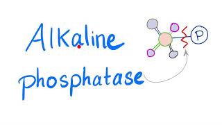 Phosphotase test of milk In hindi and english [upl. by Halstead]