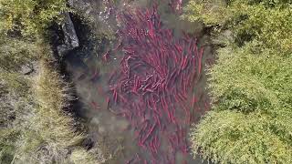 The Fascinating Life Cycle of Fish [upl. by Annez]