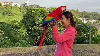 Free flying macaws at Citraland Manado  BURUNG MACAW MANADO KAWANUA PARROT LOVER [upl. by Goddord]