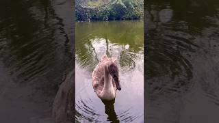 Cygnet Chat wildlifephotoghraphy swan [upl. by Llerref]