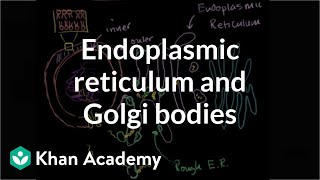 Endoplasmic reticulum and Golgi bodies  Biology  Khan Academy [upl. by Jarlen]