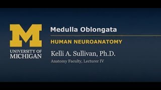 Nervous System Medulla Oblongata [upl. by Staten]