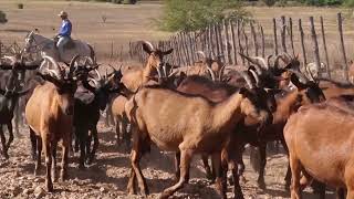 NOSSO AGRO  Fazenda Carnaúba Vamos conhecer a criação de cabras e a fabricação queijos artesanais [upl. by Lrac]