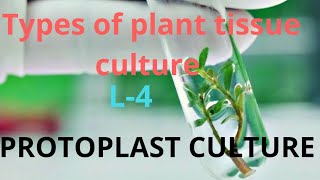 Types of plant tissue culture   Protoplast culture  L4 [upl. by Wolk]