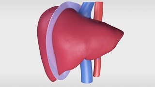 Living Donor Right Hepatectomy Procedure [upl. by Seligman]