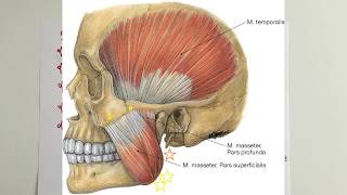 ANATOMİ22KONUTemporal Bölge ve Çiğneme Kasları [upl. by Diane-Marie]
