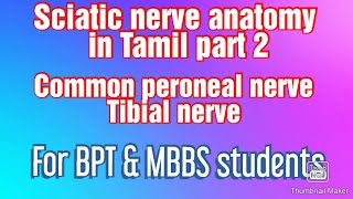 Sciatic nerve part 2 anatomy in tamil  tibial amd commom peroneal nerve [upl. by Ronel747]