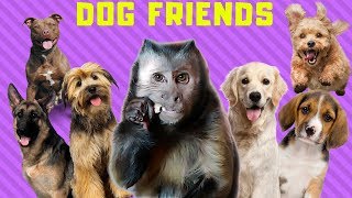 Capuchin Monkey and Dog Friends Compilation CUTENESS OVERLOAD [upl. by Karna90]