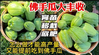 【彬彬有院】种•579 佛手瓜种植过程的常见问题 [upl. by Flori]