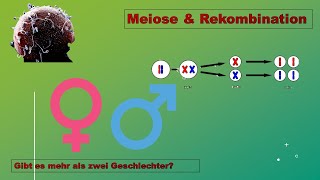 Meiose Sex amp Gender Zellbiologie Vorlesung Teil 14 [upl. by Karina]