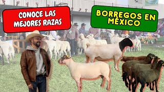 ✅RAZAS de BORREGOS 🐑🐑 en México🇲🇽 Feria de Querétaro [upl. by Ahsahtan]