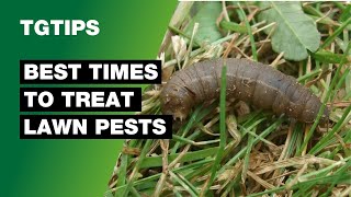 How To Treat Lawn Pests and The Best Time To Do So [upl. by Young]