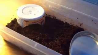 Worm Snake How To care and habitat setup [upl. by Kenlee405]