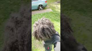 Air Drying Freeform Locs dreads dreadlocks locstyles dreadlockjourney freeformlocs shorts [upl. by Hadden]