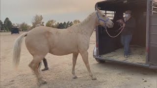 Coloradans Try To Navigate Evacuations With Large Livestock [upl. by Maxfield]