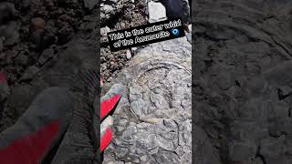 Crushed Harpoceras Ammonite preserved in shale Rock 🗜🪨🌀 fossilhunting fossils shorts coast [upl. by Nnayhs]