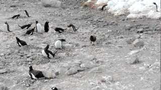 Skua attacks penguin steals chicks and eats them whole graphic [upl. by Jr]