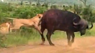 Lion Versus a Big Buffalo Bull  Latest Wildlife Sightings [upl. by Monty]