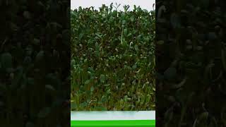 Sprouting Alfalfa  1375d in 17s microgreenssalads  Time Lapse Close Up microgreens superfood [upl. by Inahet]