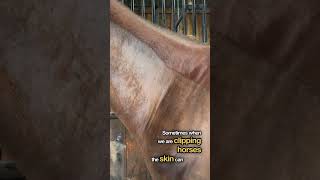 Understanding Dermatographia in Clipping Horses Identification Prevention and Treatment [upl. by Drain]