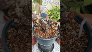 Parece que el infierno está terminando misbonsaisenelbalcon bonsai prebonsai alcornoque verano [upl. by Wescott]