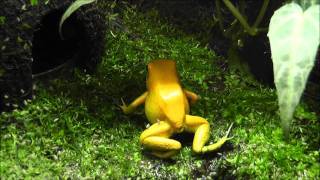 Golden Poison Frog Phyllobates terribilis  Terrarium and Eating [upl. by Oicnedurp]