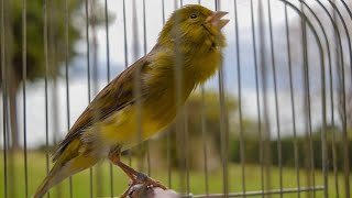 You WANT TO HEAR THIS  Canary s Training Song [upl. by Sara]