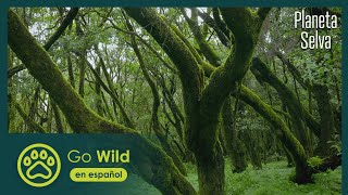 Selvas del Mar Laurisilva de Canarias  Planeta Selva 526  Go Wild en español [upl. by Uriiah]