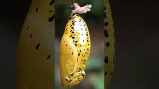 How Does a Caterpillar Become a Butterfly shorts [upl. by Gyasi]