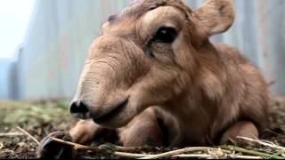 IFAW Russia  Saiga antelopes are rare creatures [upl. by Mond]