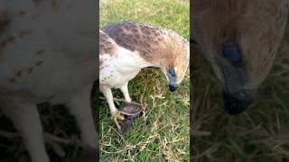 Hawk Eagle 🦅 was catch a Birds hawkeagle eagle train shorts shortvideo birdofprey [upl. by Fenny]