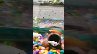 GoldFish🐠 breeding pair leliya goldfish goldfish fishbaby petsvlog aquariumpets petfish pet [upl. by Ainad]