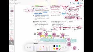 Leukocyte Extravasation  Margination  Adhesion Transmigration Migration Pathology 31 usmle [upl. by Braca]